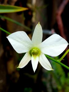 Dendrobium affine