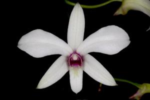 Dendrobium affine