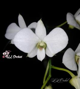 Dendrobium affine