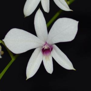 Dendrobium affine