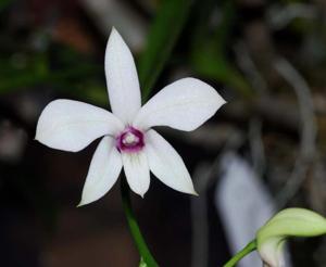 Dendrobium affine