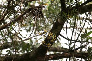 Dendrobium agrostophyllum