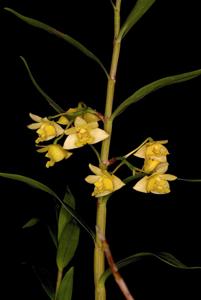 Dendrobium agrostophyllum