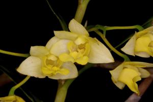 Dendrobium agrostophyllum