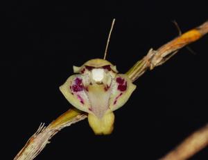 Dendrobium alabense