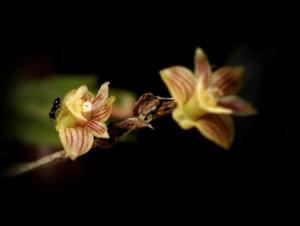 Dendrobium albayense