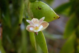 Dendrobium albayense