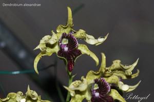 Dendrobium alexandrae