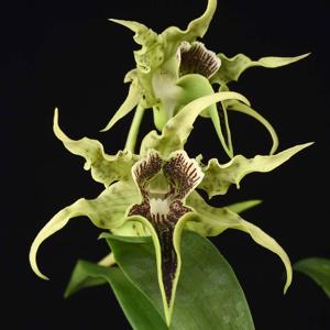 Dendrobium alexandrae