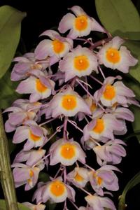 Dendrobium amabile