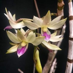 Dendrobium amethystoglossum