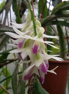 Dendrobium amethystoglossum