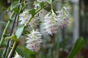 Dendrobium amethystoglossum