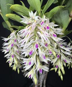 Dendrobium amethystoglossum