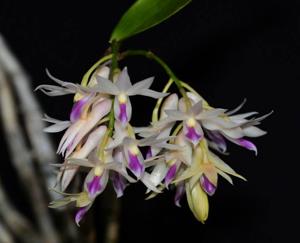 Dendrobium amethystoglossum