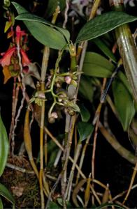 Dendrobium amphigenyum