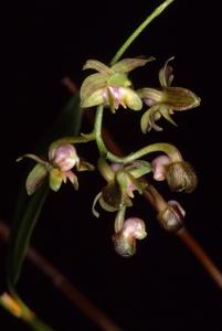 Dendrobium amphigenyum