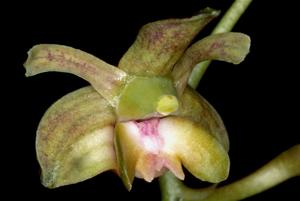 Dendrobium amphigenyum