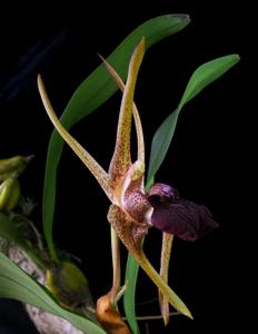 Dendrobium amplum