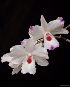 Dendrobium annae