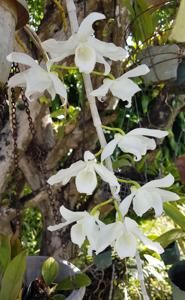 Dendrobium anosmum