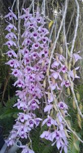 Dendrobium anosmum
