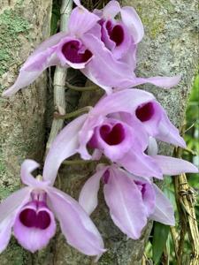 Dendrobium anosmum