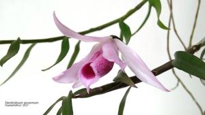 Dendrobium anosmum