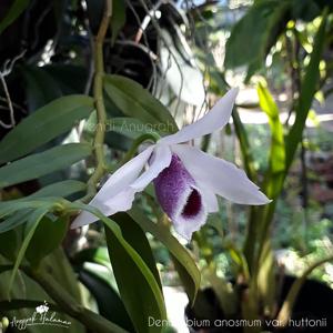 Dendrobium anosmum var. huttonii