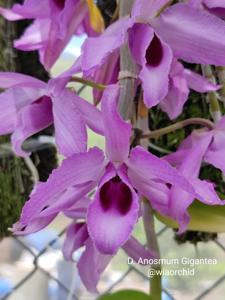 Dendrobium anosmum