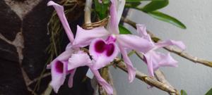 Dendrobium anosmum