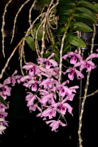 Dendrobium anosmum