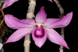 Dendrobium anosmum