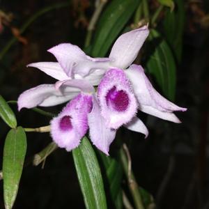 Dendrobium anosmum