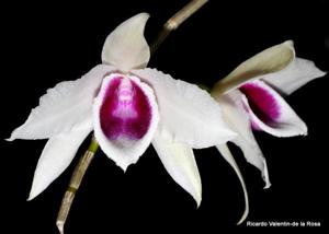 Dendrobium anosmum