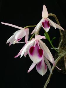 Dendrobium anosmum