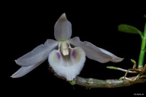 Dendrobium anosmum