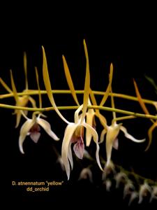 Dendrobium antennatum