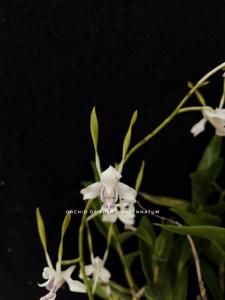 Dendrobium antennatum