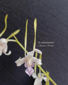 Dendrobium antennatum