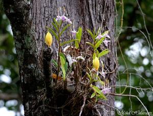 Dendrobium antennatum