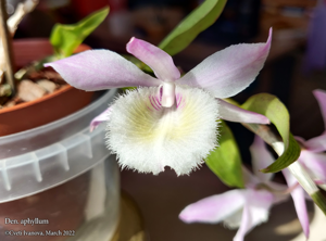 Dendrobium aphyllum