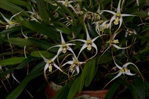 Dendrobium arachnoideum