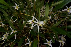 Dendrobium arachnoideum