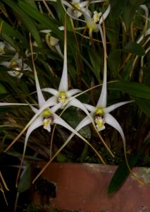Dendrobium arachnoideum