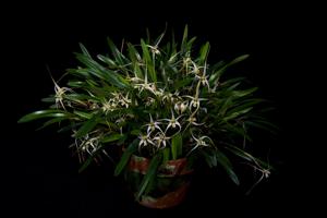 Dendrobium arachnoideum