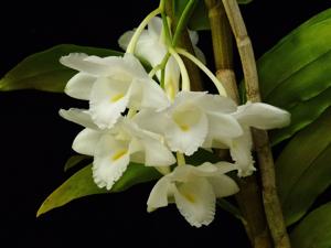 Dendrobium arcuatum