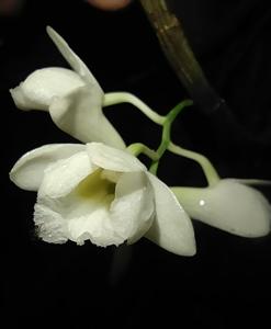 Dendrobium arcuatum