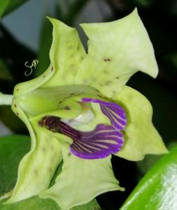 Dendrobium atroviolaceum