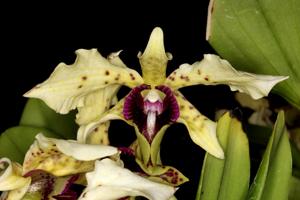 Dendrobium atroviolaceum